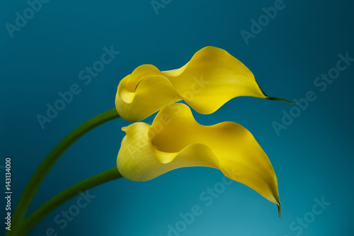 Fototapeta Naklejka Na Ścianę i Meble -  Two Yellow Calla Lily Flowers shot in studio on a blue background