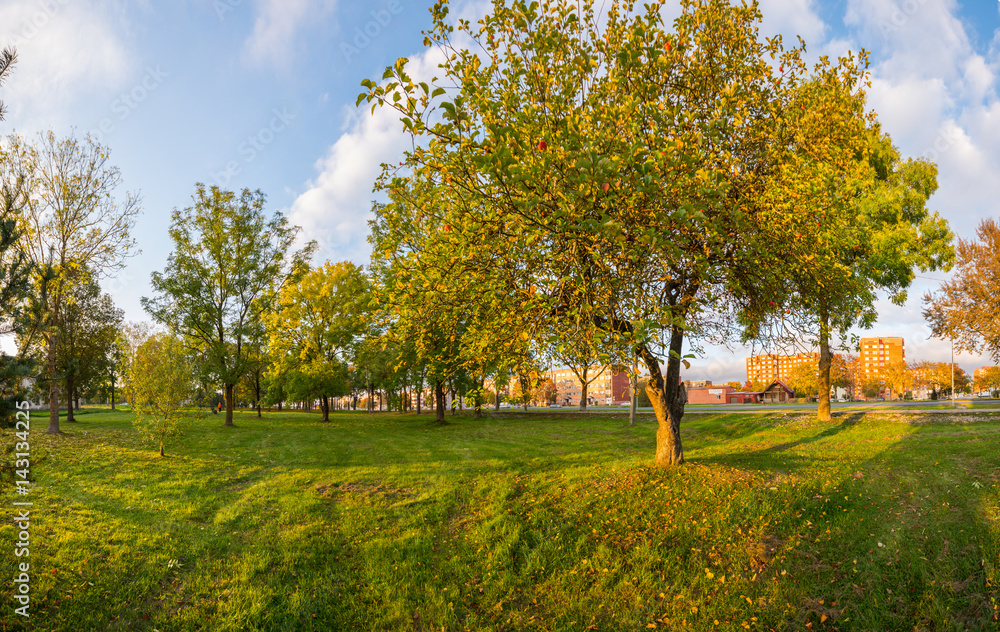 Fototapeta premium Colorful autumn trees. Autumn city landscape. Panorama.