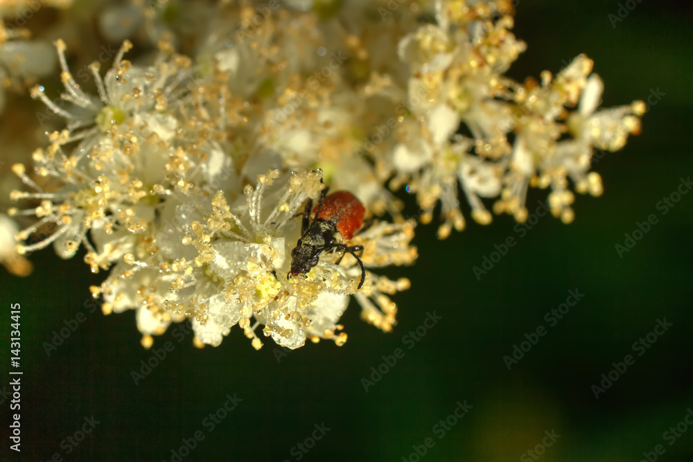 Beetle sitting on the petal of a garden flower.