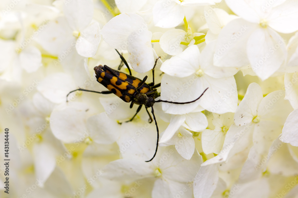 Beetle sitting on the petal of a garden flower.