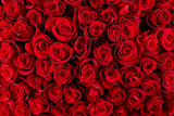 Natural red roses background