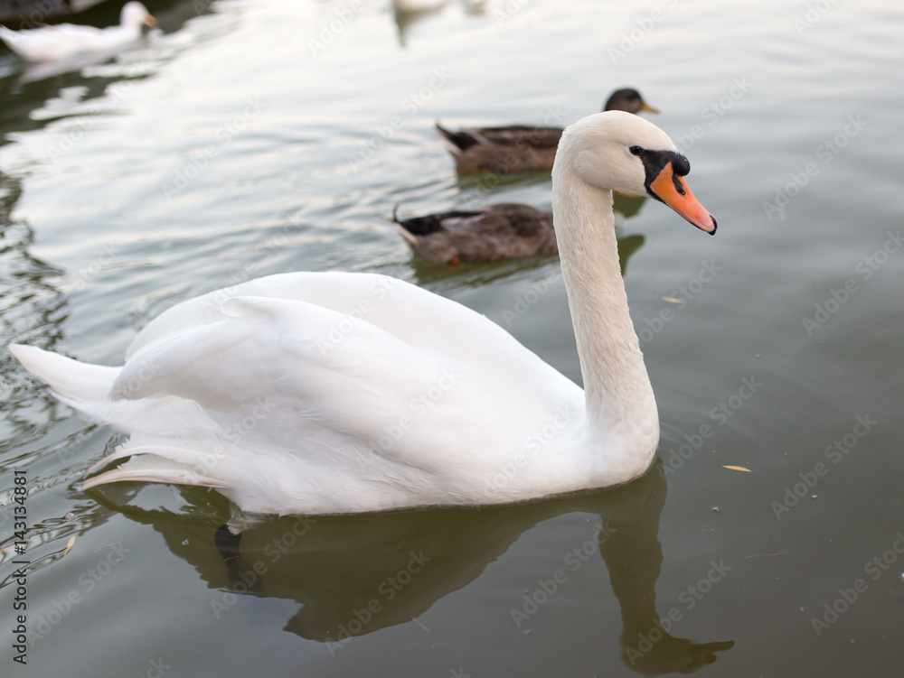 Swan in a pond in nature Swan in a pond in nature