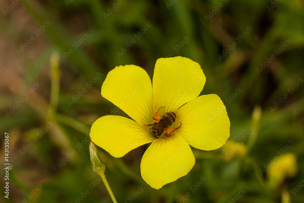 yellow wildflower in spring with a bee feeding with pollen yellow wildflower in spring with a bee feeding with pollen