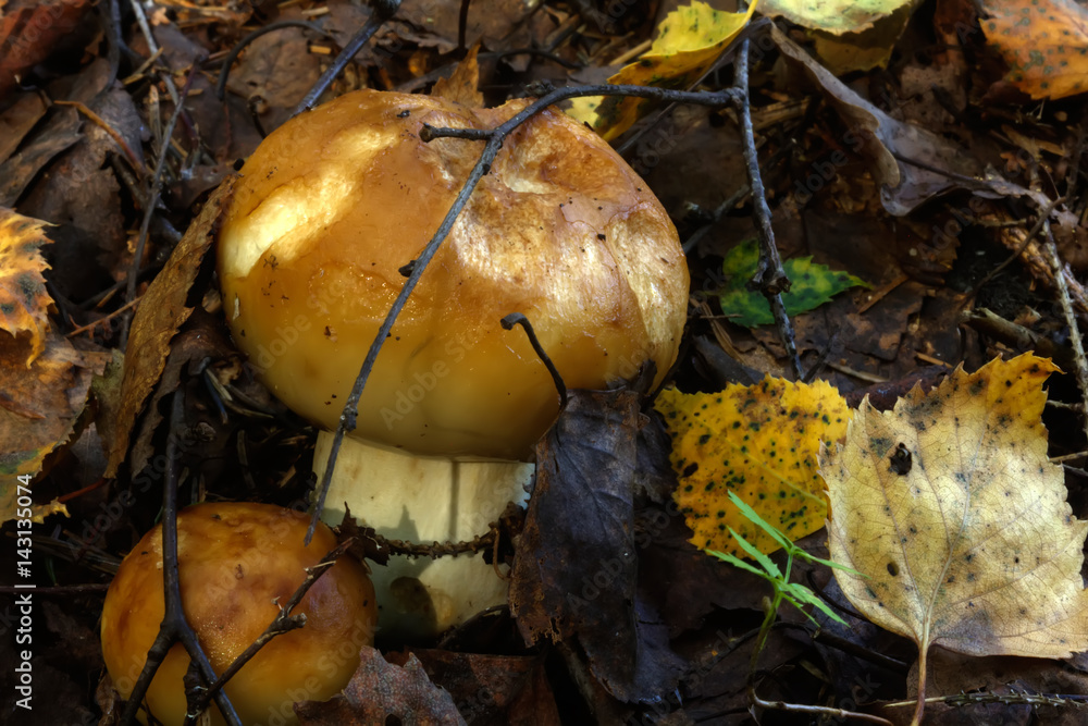 Russula foetens growing in the summer forest.