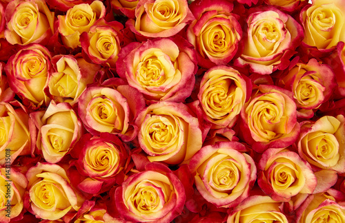 Rose Background. Colorful rose wall background