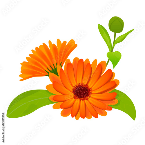 Calendula. Flowers with leaves isolated on white photo