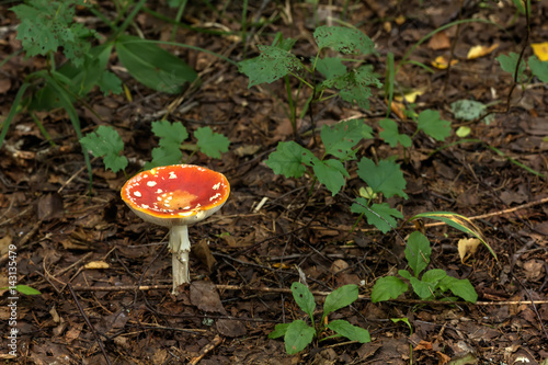 Amanita. Summer forest. Fly agaric growing in the summer forest. 