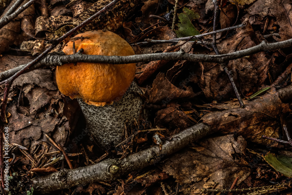 Aspen mushroom. Summer wood. The aspen mushroom growing in the summer wood.