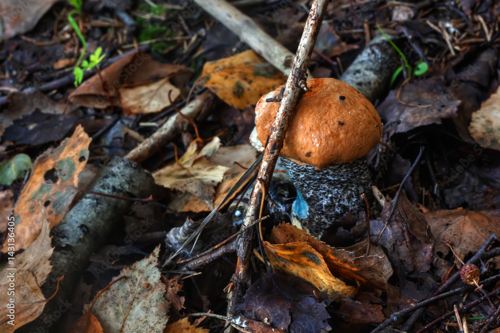 The aspen mushroom growing in the summer wood.