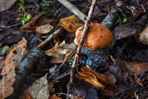 Obraz na płótnie The aspen mushroom growing in the summer wood. w salonie