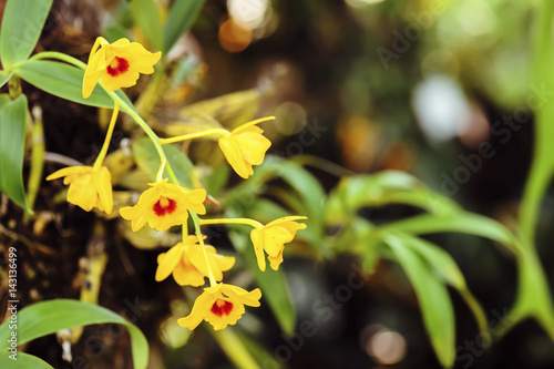 Wallpaper Mural orchid flower Torontodigital.ca