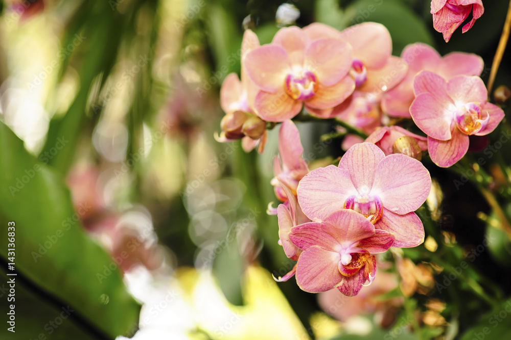 Obraz premium orchid flower