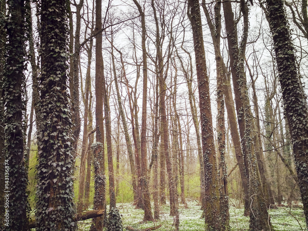 Fototapeta premium forest