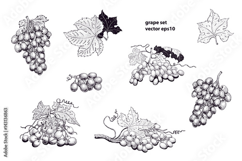 vector grape set illustrations. Can be use for background, design, invitation, banner, packaging. Retro hand drawn illustration