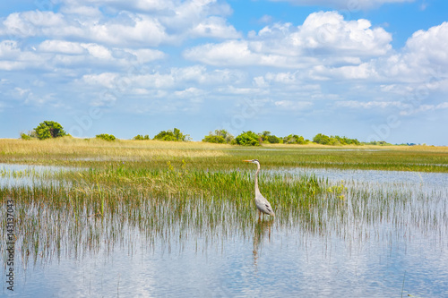 Florida wetland, Airboat ride at Everglades National Park in USA. photo