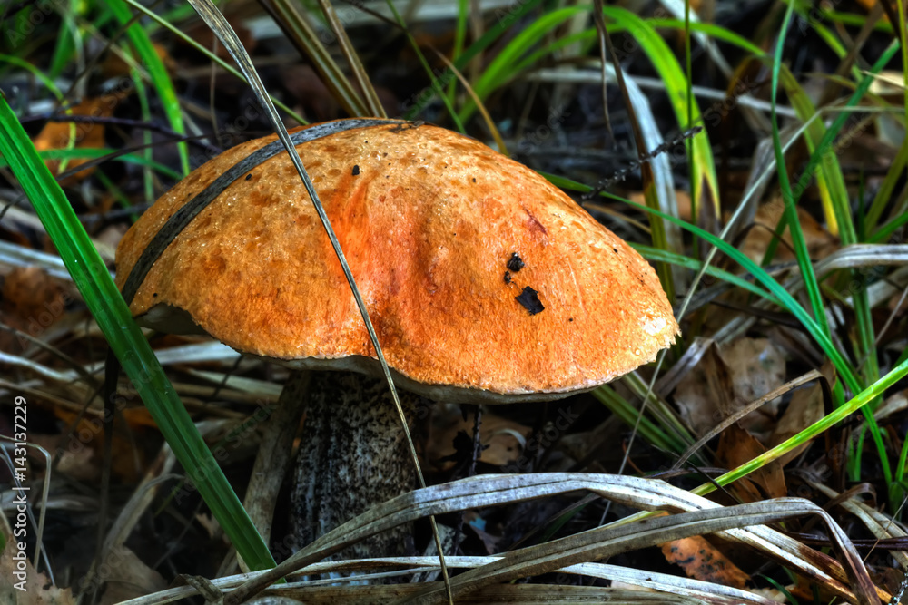 Aspen mushroom. Summer wood. The aspen mushroom growing in the summer wood.