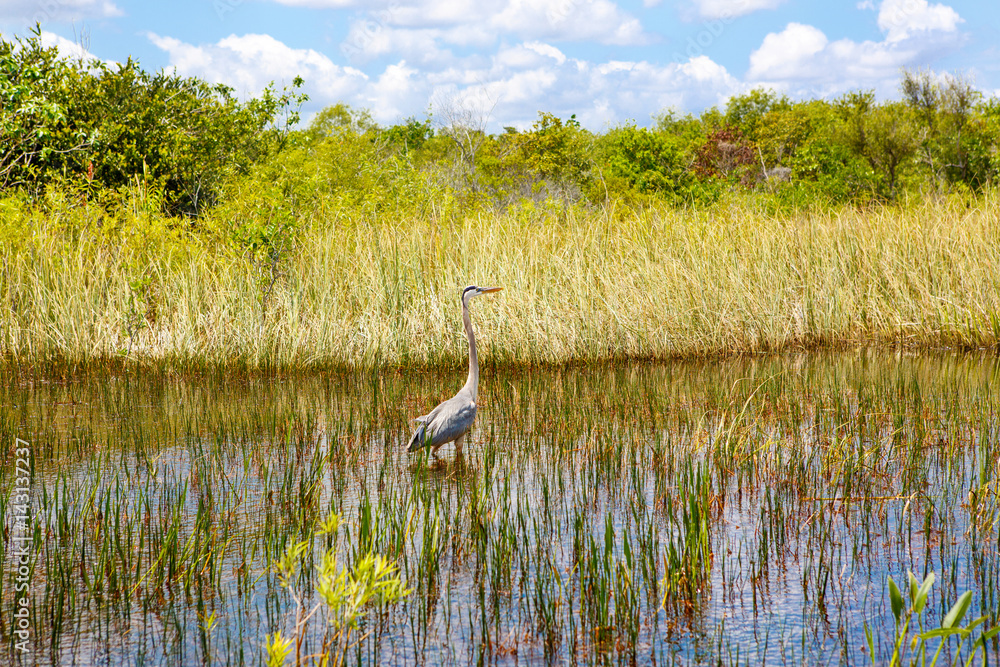Florida wetland, Airboat ride at Everglades National Park in USA.