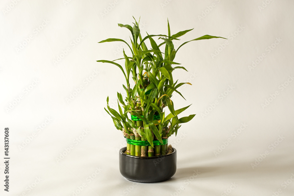 Obraz premium Lucky Bamboo Plant. Small bamboo in the pot. Isolated on white background. Close up.