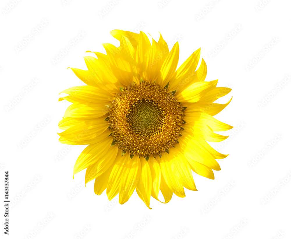 Sunflowers field isolated on white background Sunflowers field isolated on white background