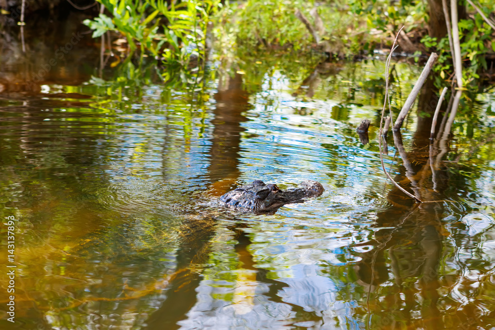 American Alligator in Florida Wetland. Everglades National Park in USA. American Alligator in Florida Wetland. Everglades National Park in USA.