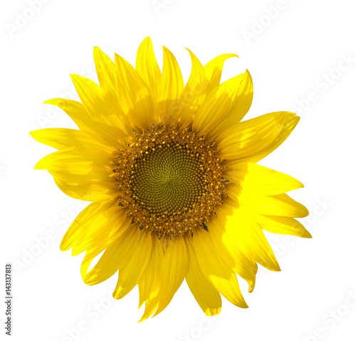 Sunflowers field isolated on white background