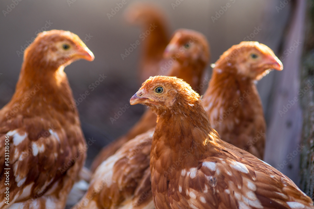 Fototapeta premium Young Chicken heads in farm