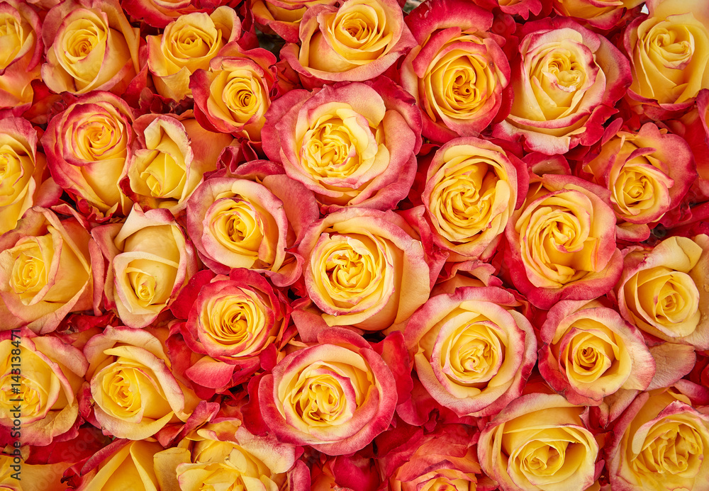 Rose Background. Colorful rose wall background