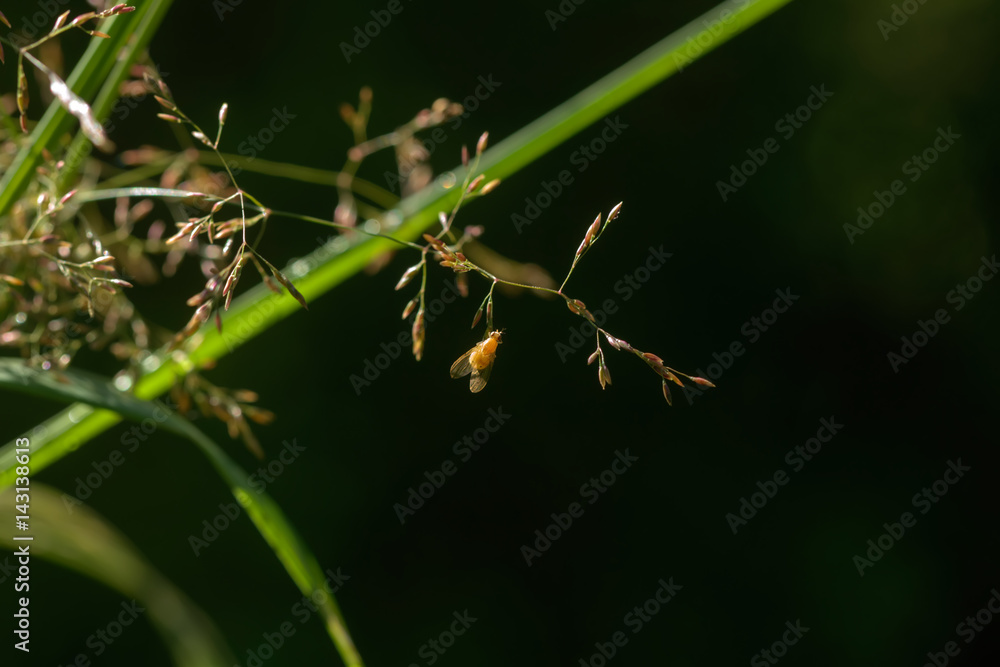 Fly. A leaf of a plant. Musca sitting on a leaf of a plant