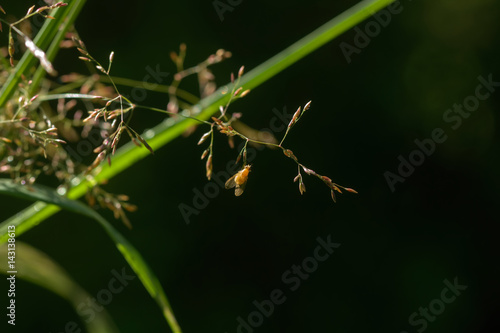 Fly. A leaf of a plant. Musca sitting on a leaf of a plant