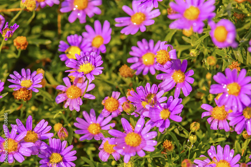 pink daisy flower daisies in the summer