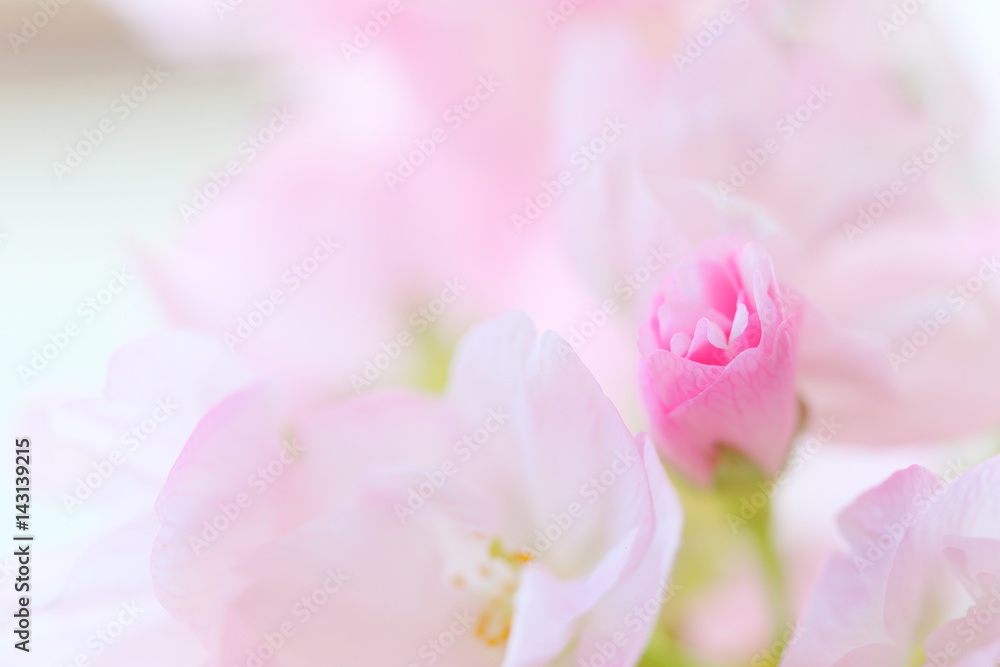 Fototapeta premium 桜