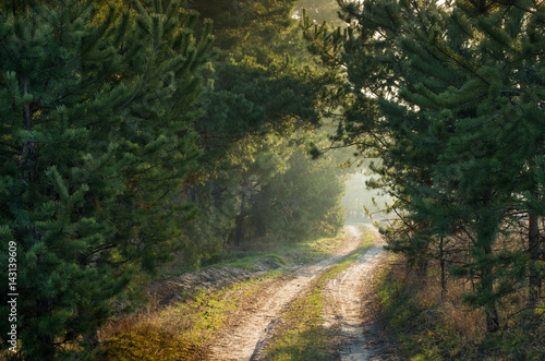 Sunlit path through the pine forest; Beautiful landscape in the woods in spring sunny morning; A passage in a dense forest like a tunnel