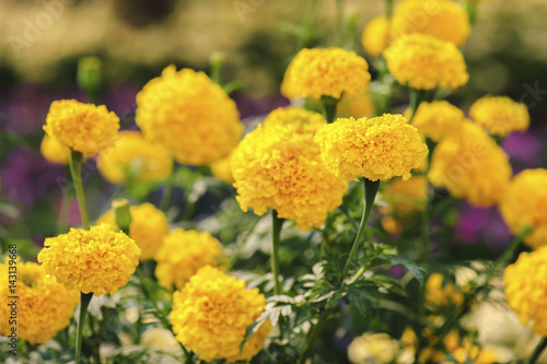 Marigolds  Tagetes erecta  Mexican marigold  Aztec marigold  African marigold 