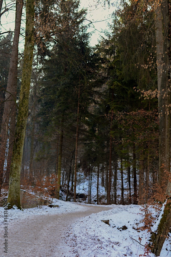 Naklejka premium In the forest