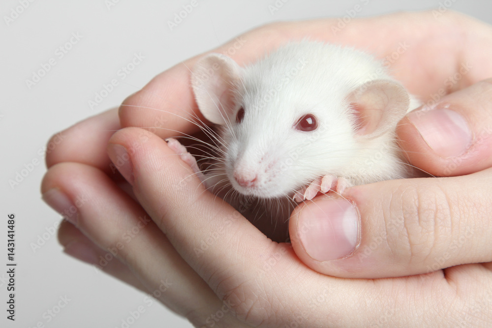 lab rat lab rat