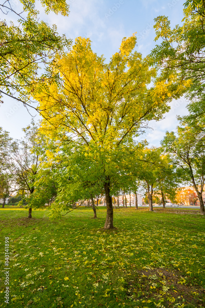 Colorful autumn trees. Autumn city landscape. Colorful autumn trees. Autumn city landscape.