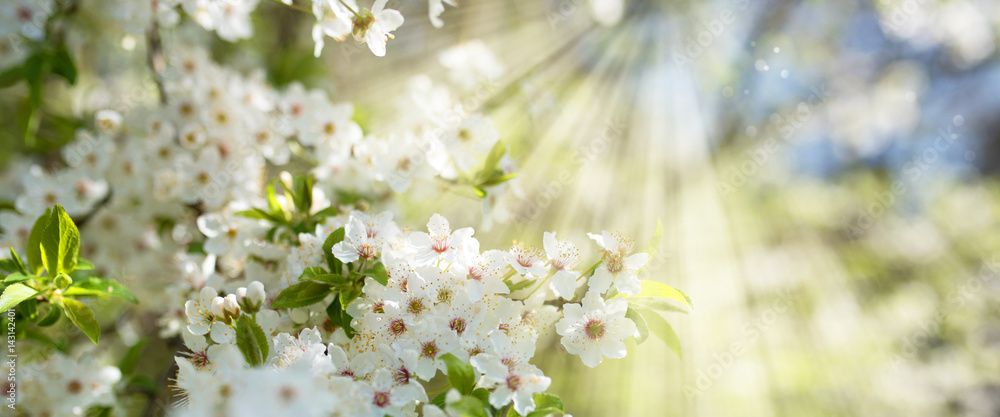 Fototapeta premium White blossoms in spring sun