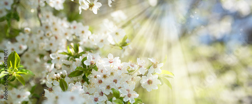 White blossoms in spring sun © gudrun