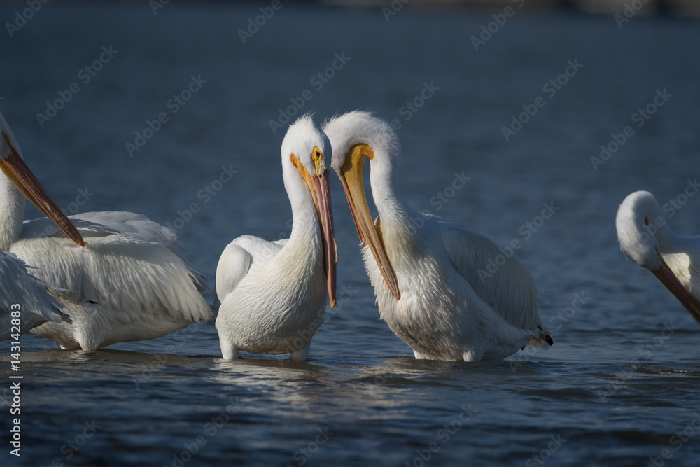 Fototapeta premium American white pelican