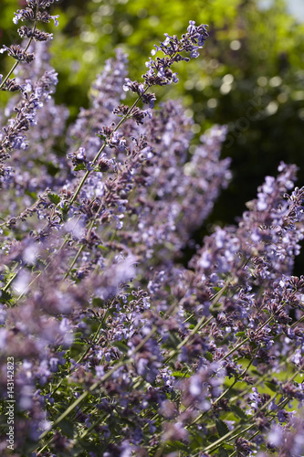 Lavendel