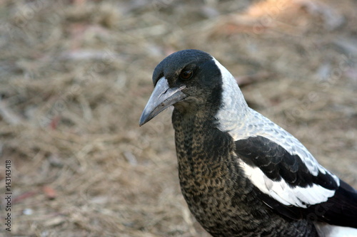 Australian Magpie portrait close up