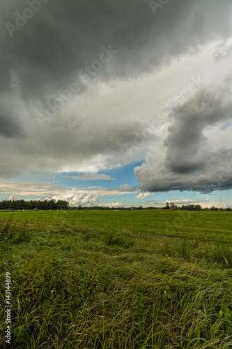Wheat fields. Sunny summer landscape. Beautiful massive clouds. Stormy clouds.