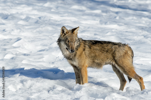 Young italian wolf (canis lupus italicus) in wildlife centre 