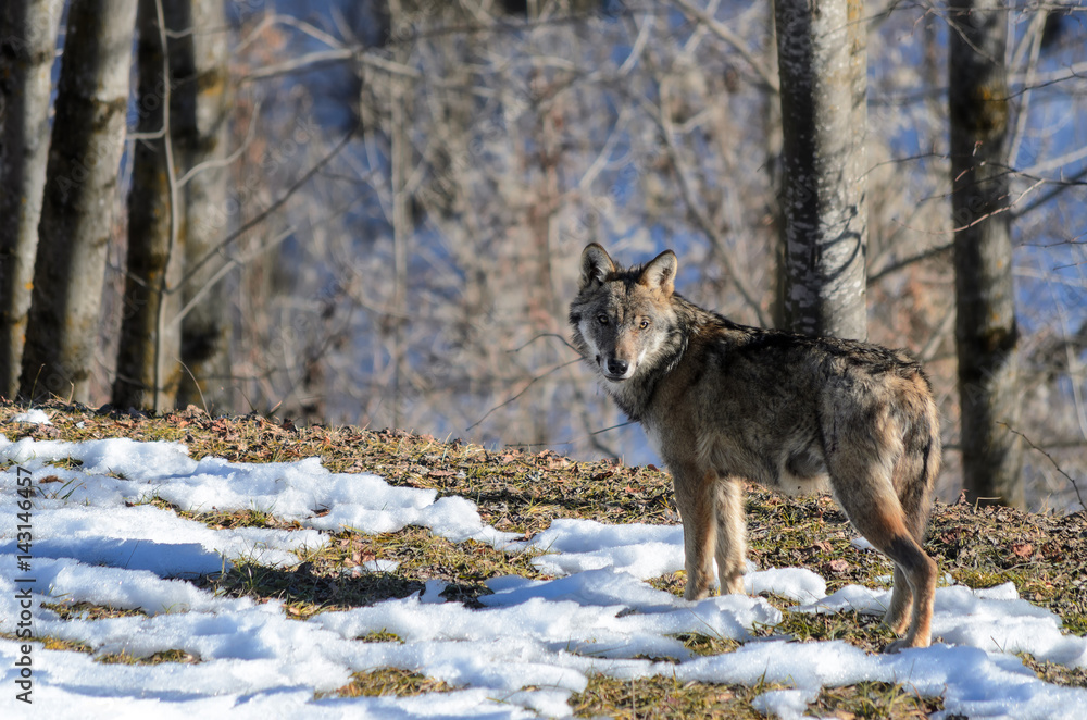 Young italian wolf (canis lupus italicus) in wildlife centre Young italian wolf (canis lupus italicus) in wildlife centre