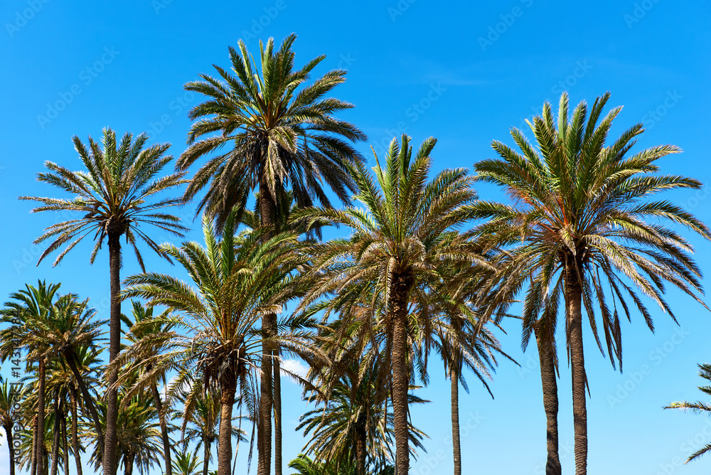 Lush palm trees against blue sky. Southern Spain