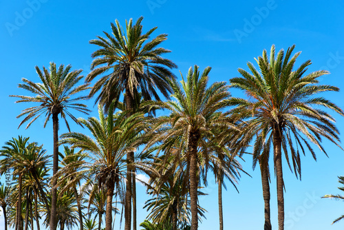 Lush palm trees against blue sky. Southern Spain