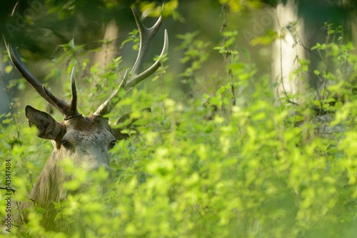 red deer © grus444