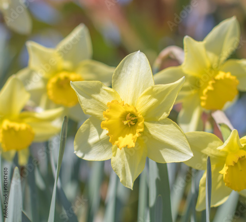 Yellow daffodil narcissus flowers blooming. Spring landscape background.