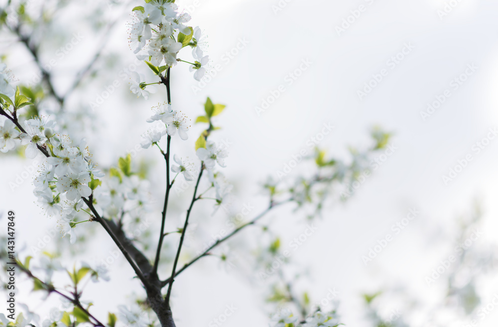 White cherry sping blossom macro White cherry sping blossom macro