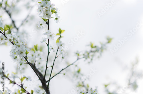 White cherry sping blossom macro